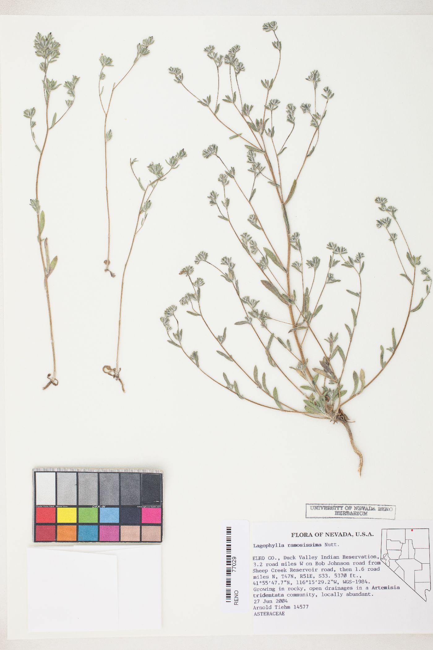 Lagophylla ramosissima image
