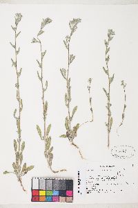 Lagophylla ramosissima image