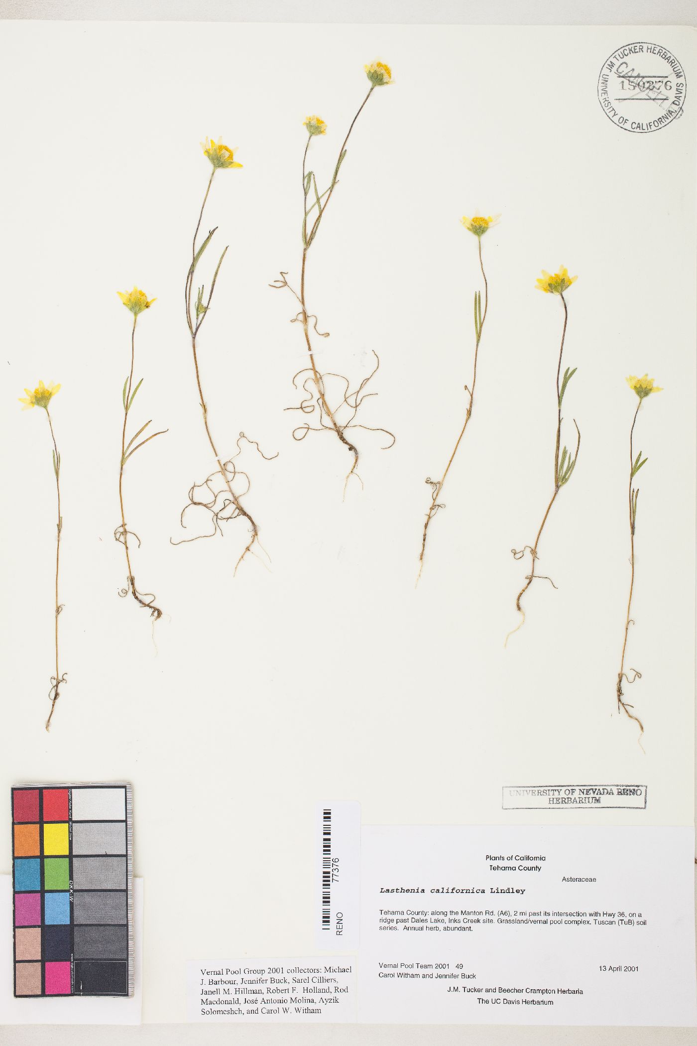 Lasthenia californica subsp. californica image