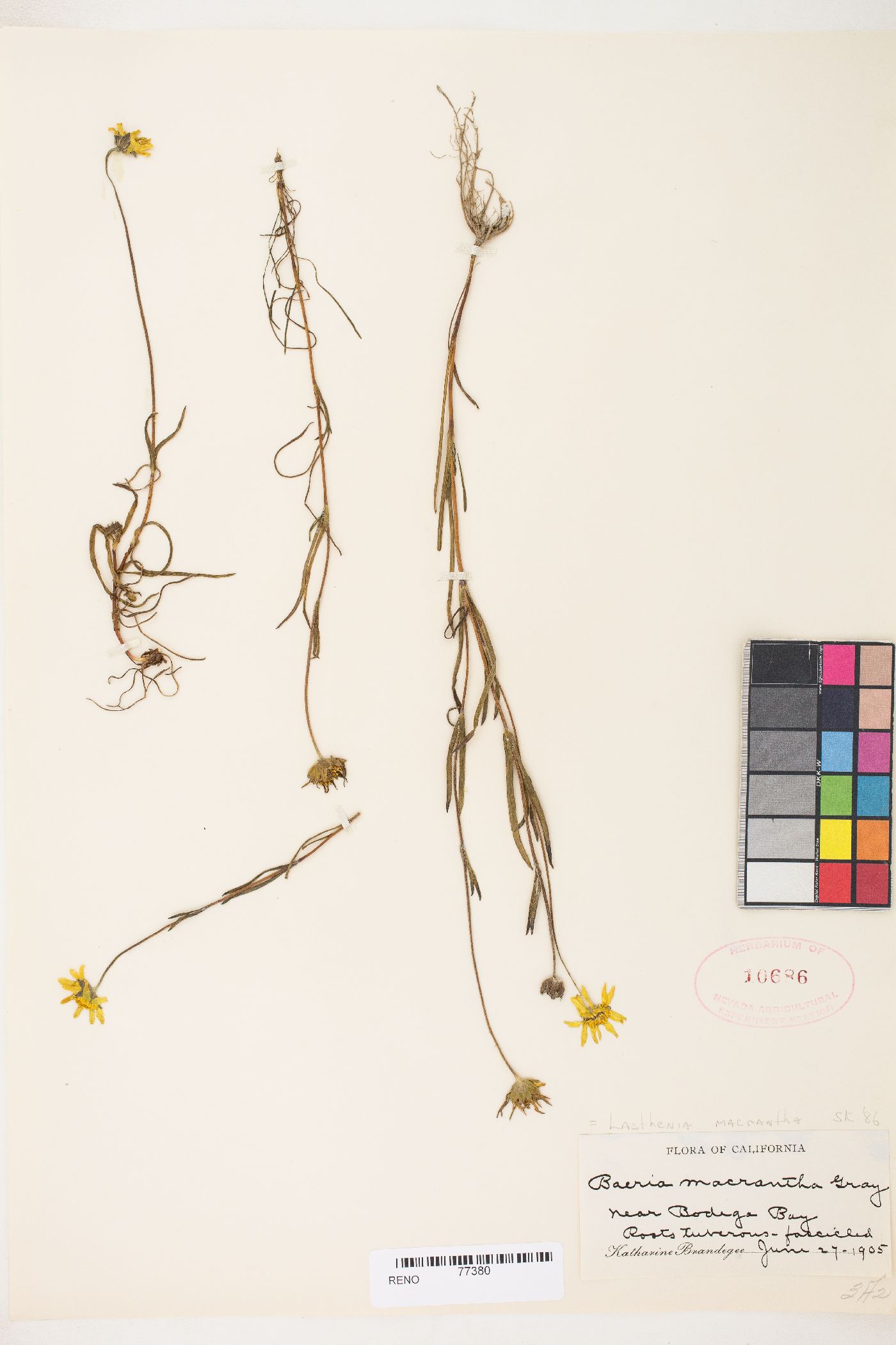 Lasthenia californica subsp. bakeri image