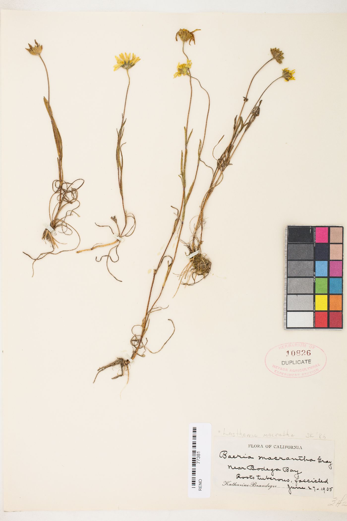 Lasthenia californica subsp. bakeri image