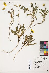 Lasthenia californica subsp. macrantha image