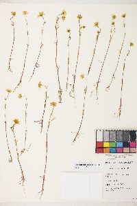 Lasthenia glabrata subsp. coulteri image