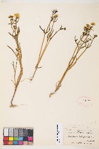 Lasthenia glabrata subsp. coulteri image