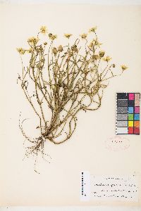 Lasthenia glabrata subsp. coulteri image