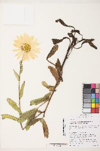 Leucanthemum x superbum image