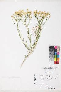 Lorandersonia baileyi image