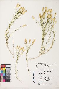 Lorandersonia baileyi image