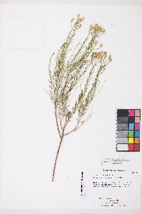 Lorandersonia baileyi image