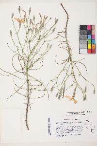 Lygodesmia grandiflora var. dianthopsis image
