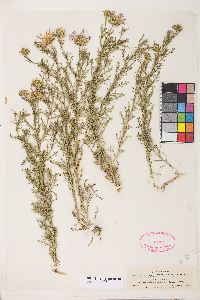 Machaeranthera tanacetifolia image