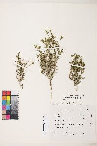 Madia glomerata image