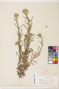 Madia glomerata image