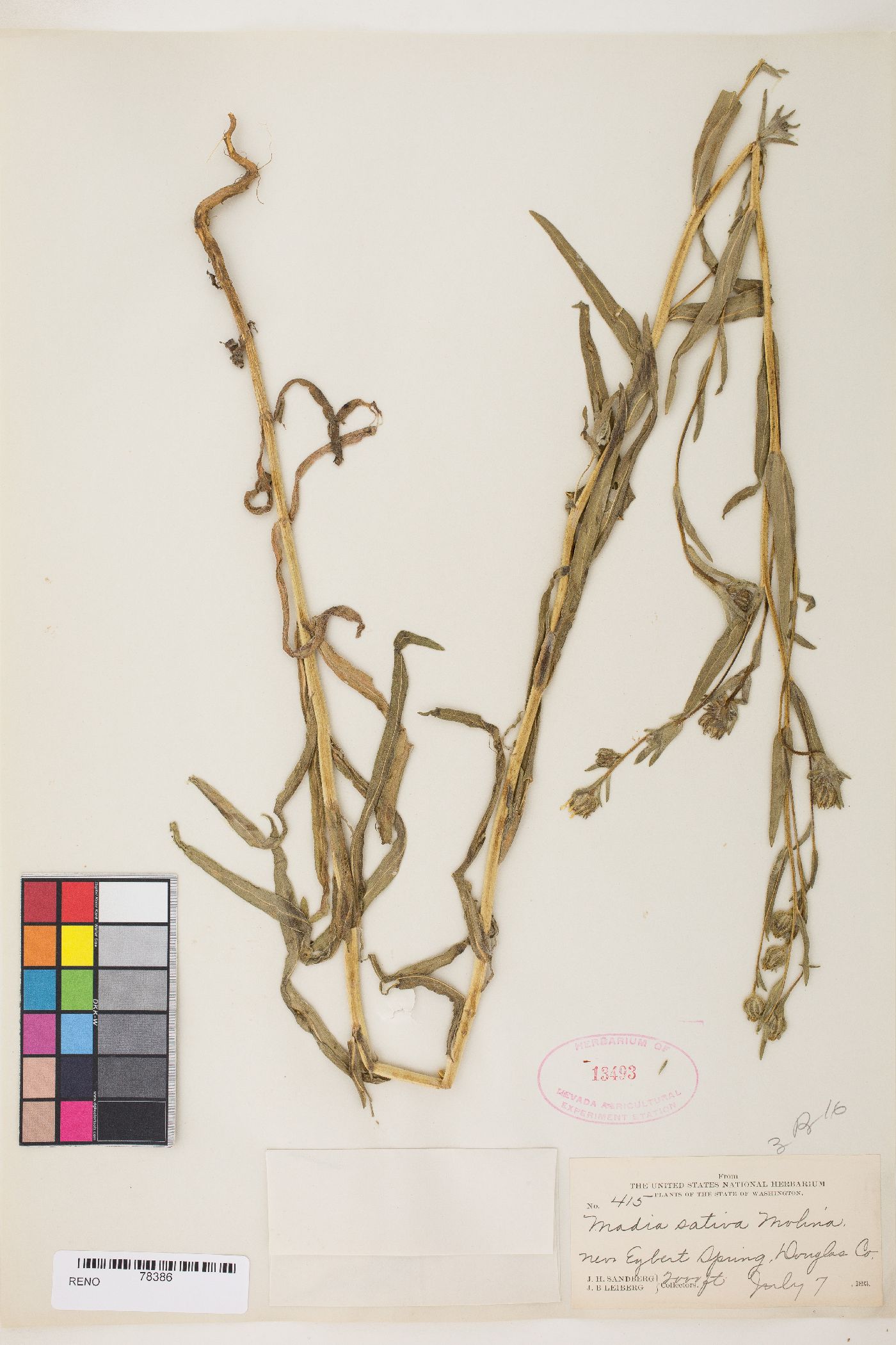 Madia sativa image