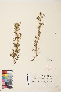 Matricaria discoidea image