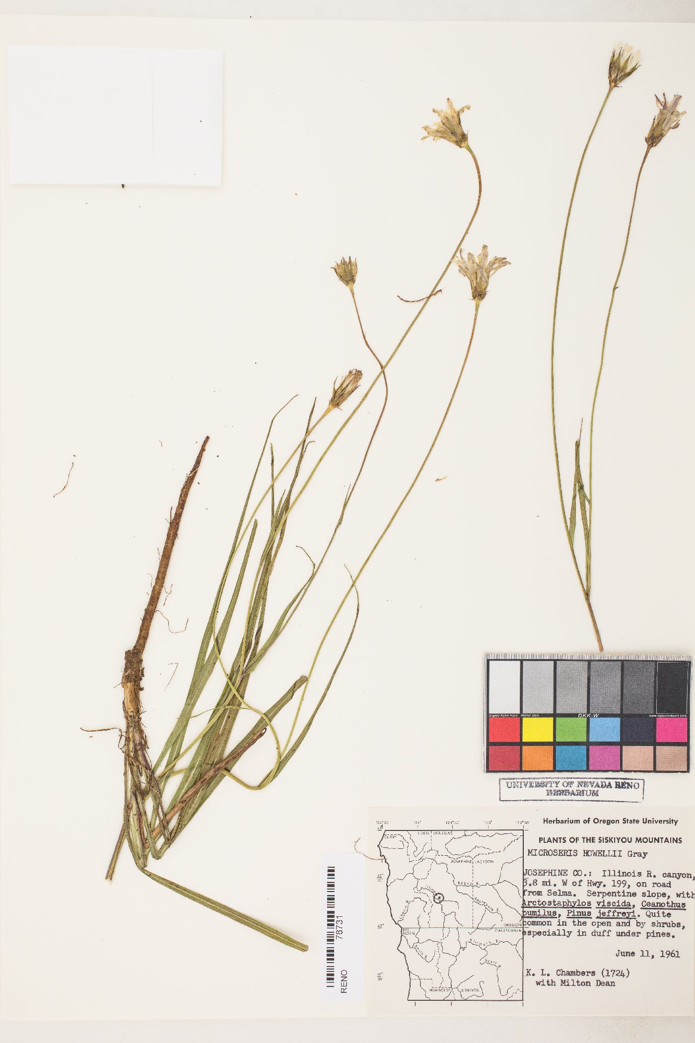 Microseris howellii image