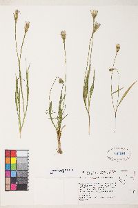 Microseris nutans image