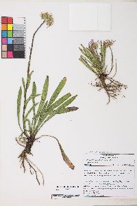 Oreostemma alpigenum var. andersonii image