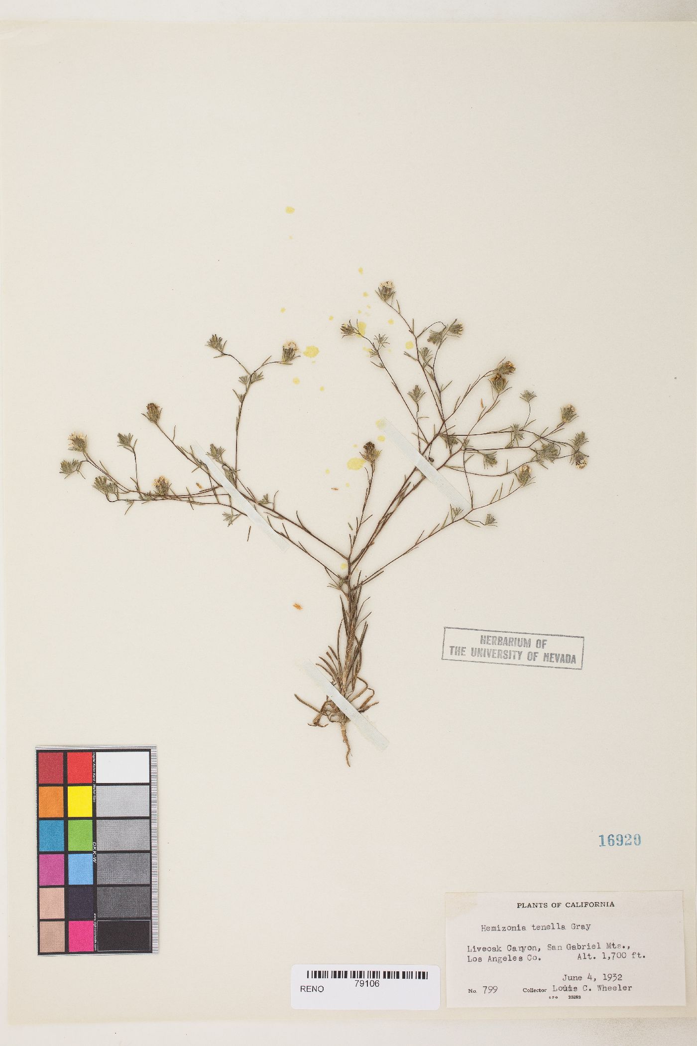 Osmadenia tenella image