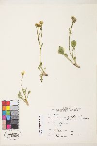 Packera streptanthifolia image