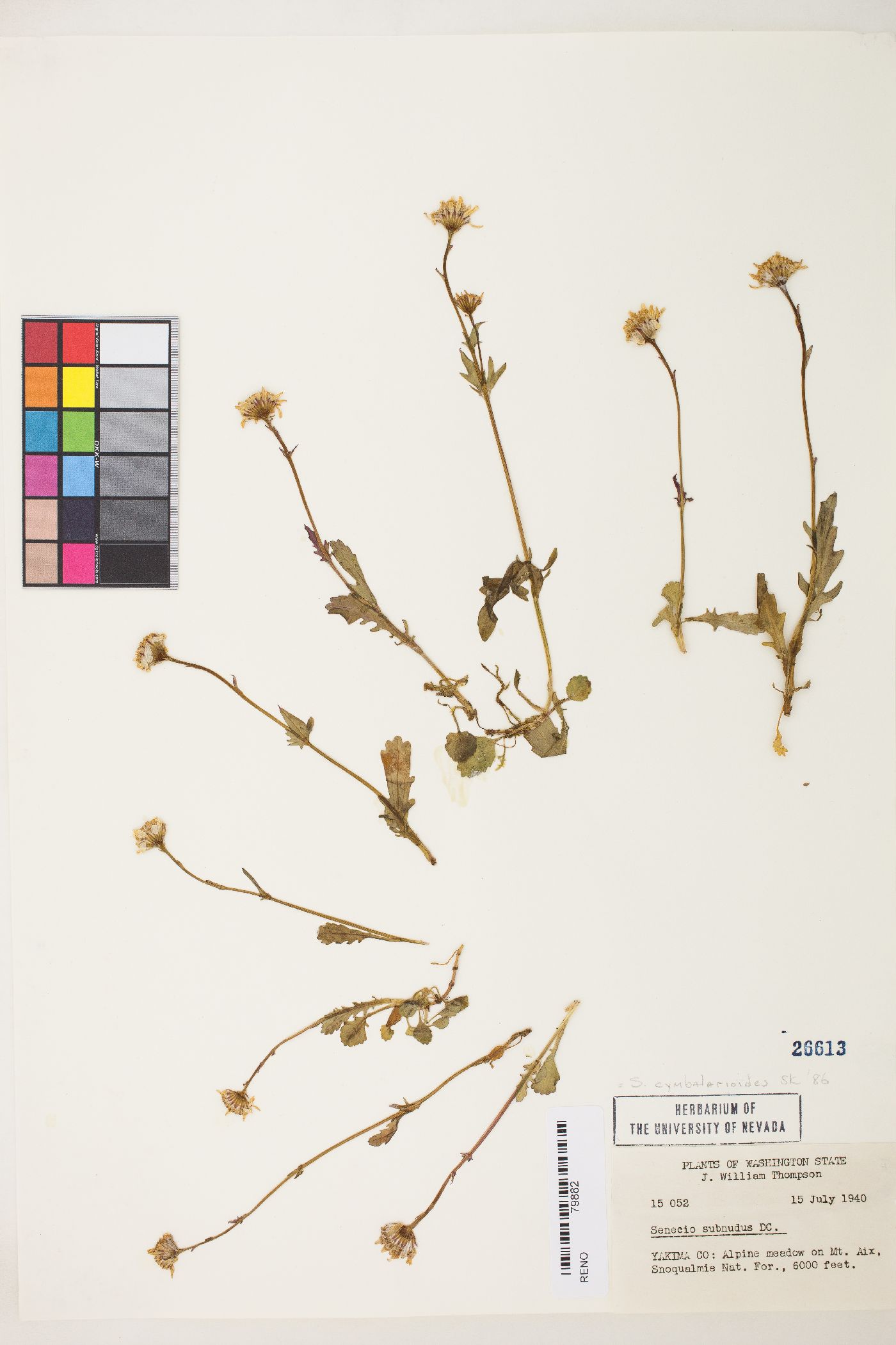 Packera subnuda var. subnuda image
