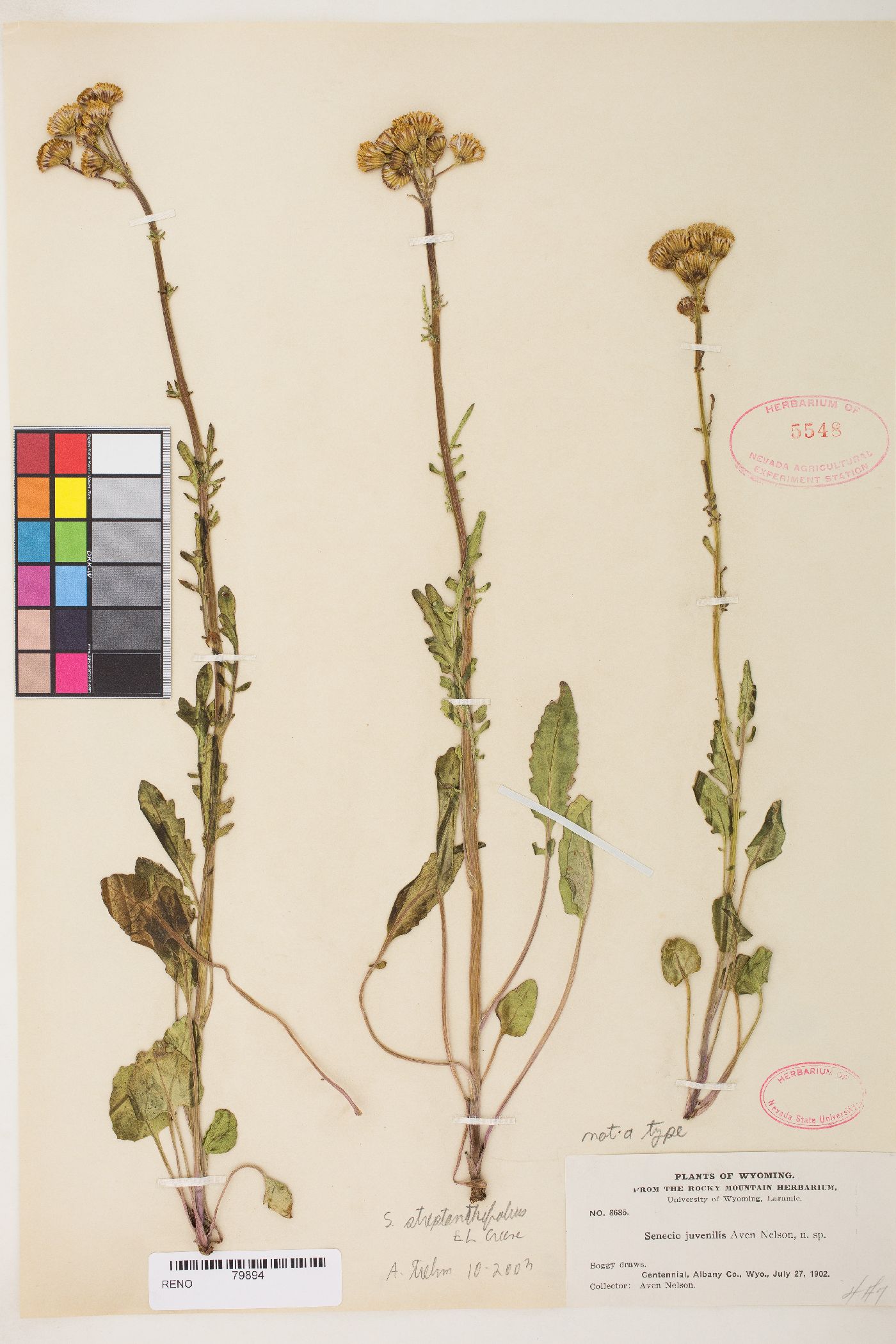 Senecio debilis image