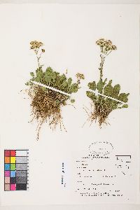 Packera streptanthifolia image