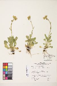 Packera streptanthifolia image