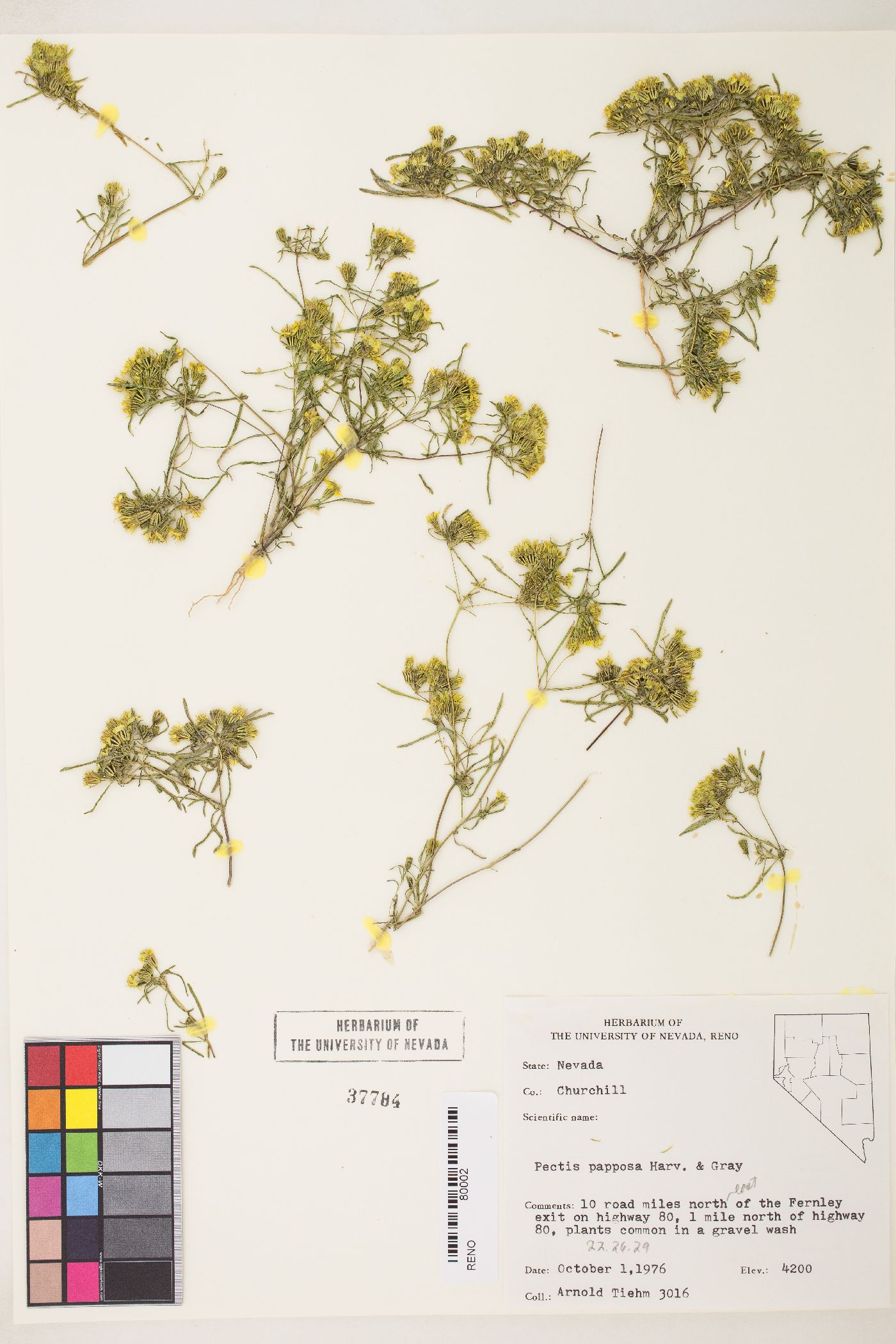 Pectis papposa var. papposa image