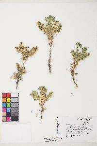 Picrothamnus desertorum image