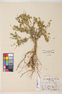 Picrothamnus desertorum image