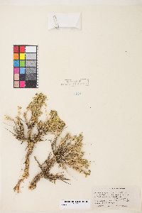 Picrothamnus desertorum image