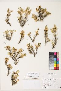 Picrothamnus desertorum image