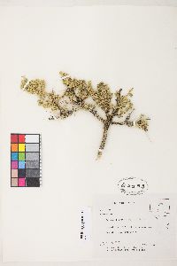 Picrothamnus desertorum image