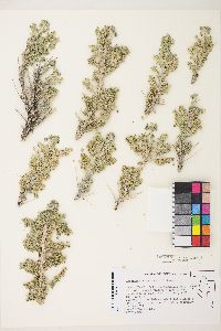 Picrothamnus desertorum image