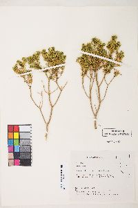 Peucephyllum schottii image