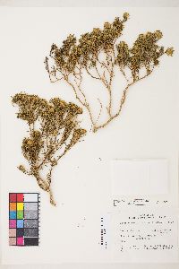 Peucephyllum schottii image