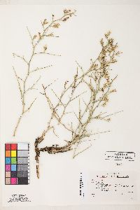 Pleiacanthus spinosus image