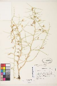 Pleiacanthus spinosus image