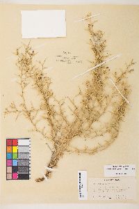 Pleiacanthus spinosus image