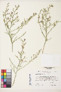 Pleiacanthus spinosus image