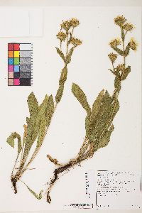 Pyrrocoma hirta var. sonchifolia image