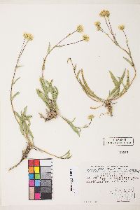 Pyrrocoma lanceolata var. lanceolata image