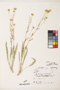 Pyrrocoma lanceolata var. lanceolata image