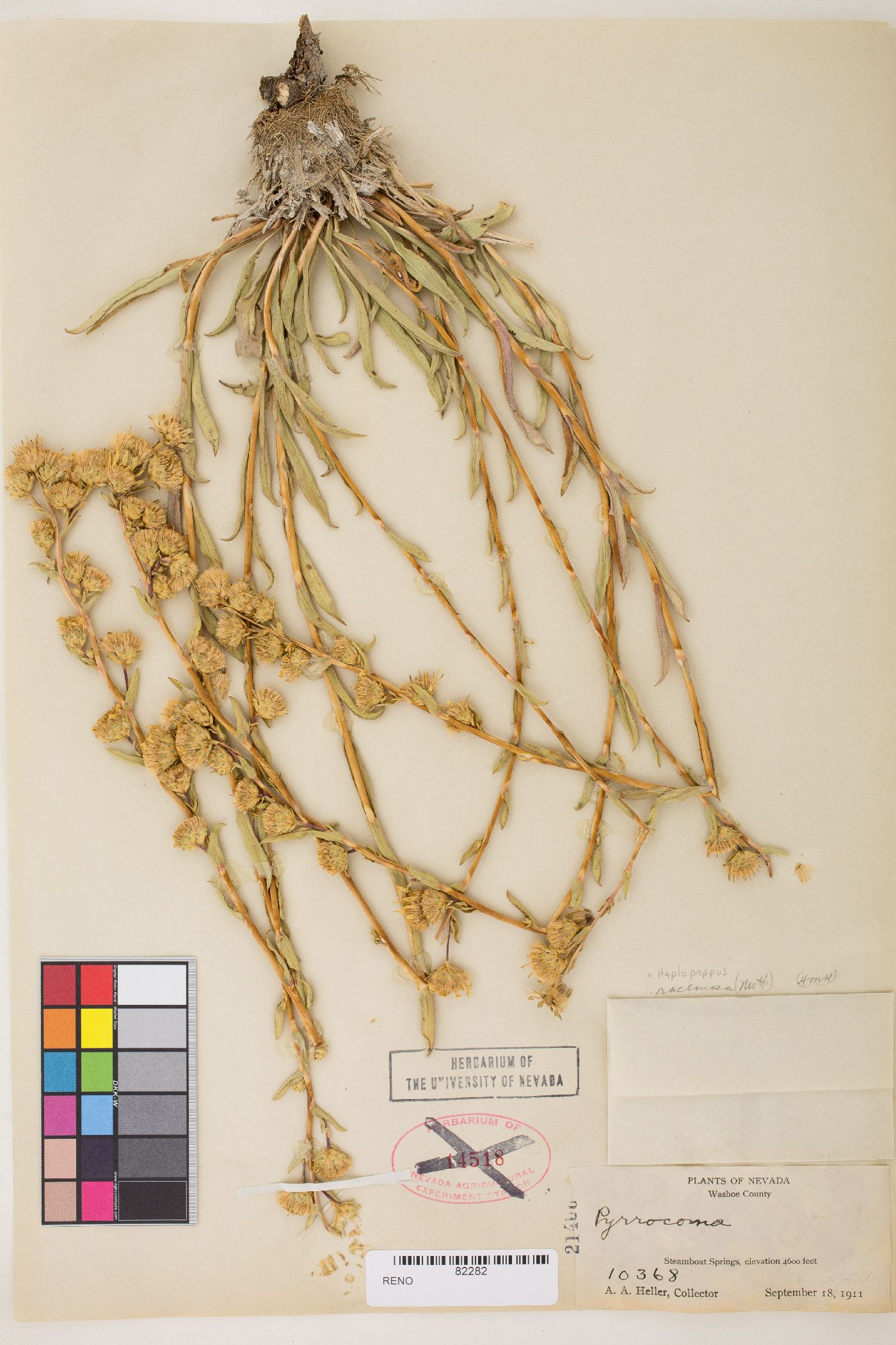 Pyrrocoma racemosa var. paniculata image