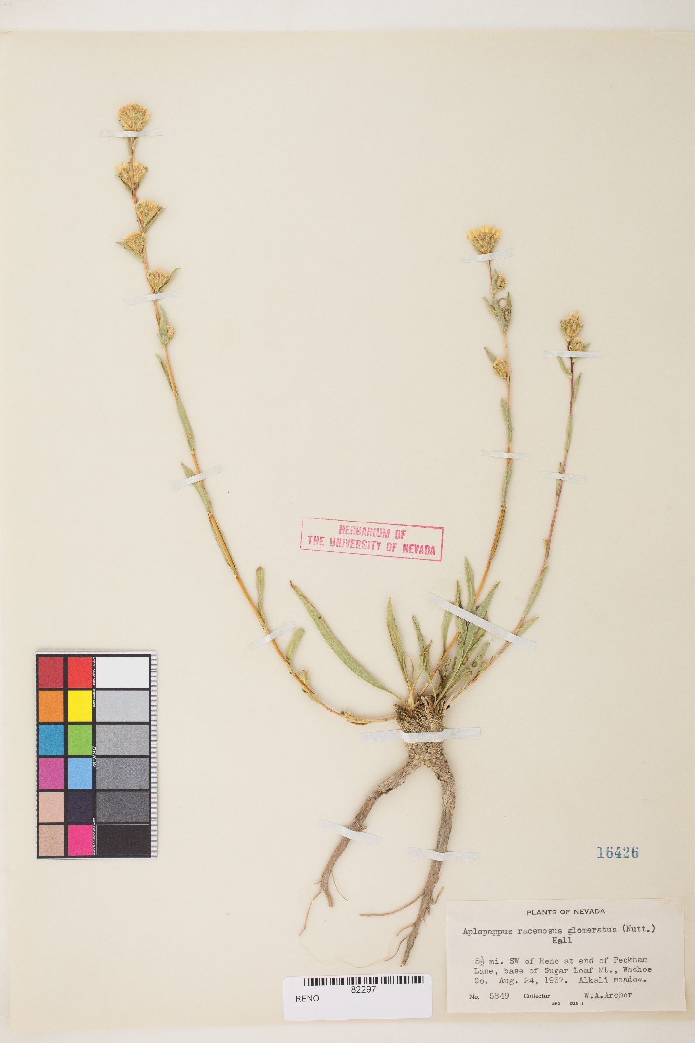 Pyrrocoma brachycephala image
