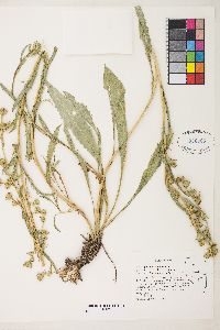 Pyrrocoma racemosa var. paniculata image