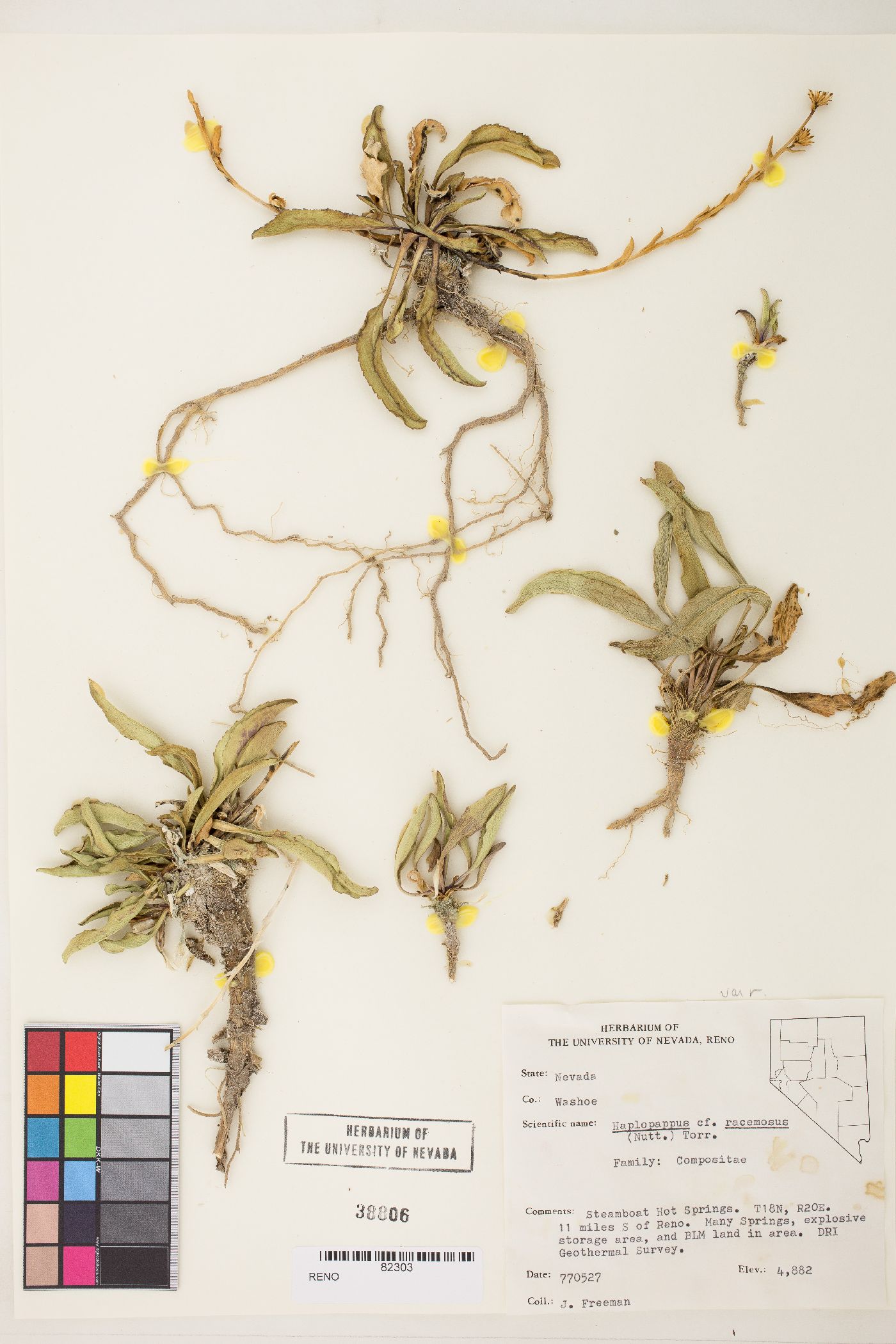 Pyrrocoma racemosa var. paniculata image