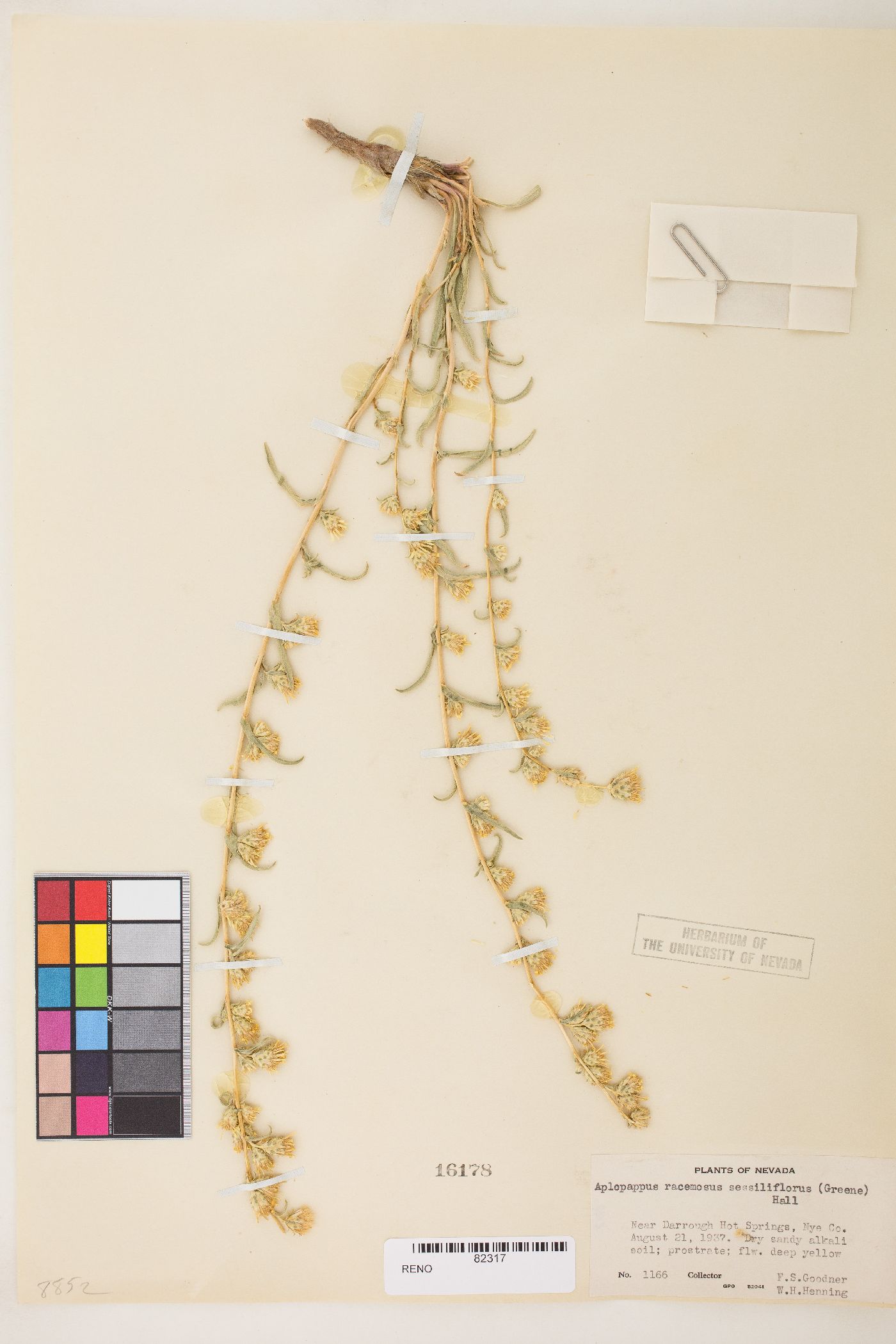 Pyrrocoma racemosa image