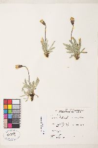 Raillardella argentea image